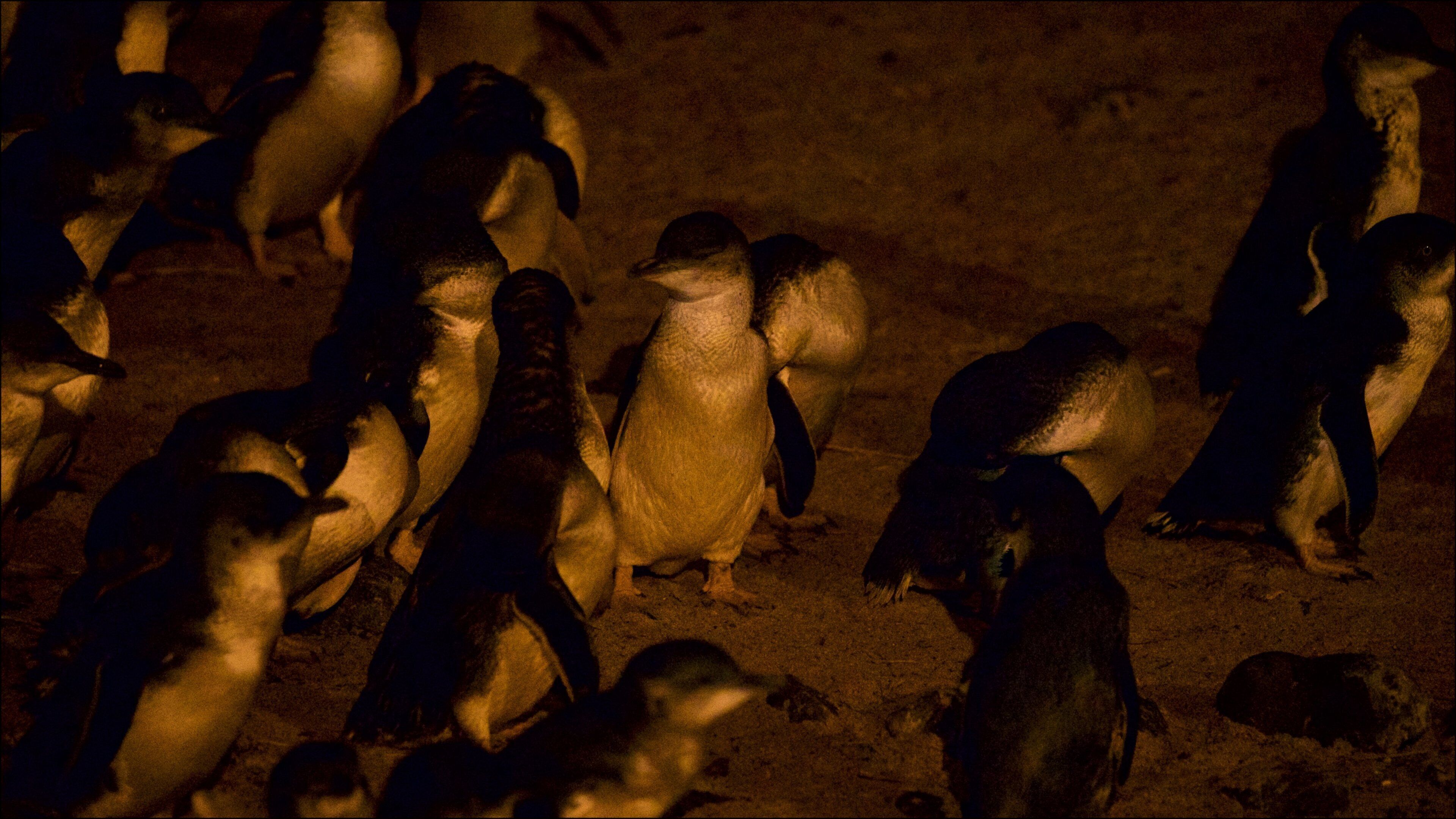Penguin Parade featuring a sandy beach and bird life