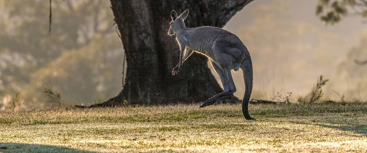 kangaroos in the early morning in the Brisbane area, Australia