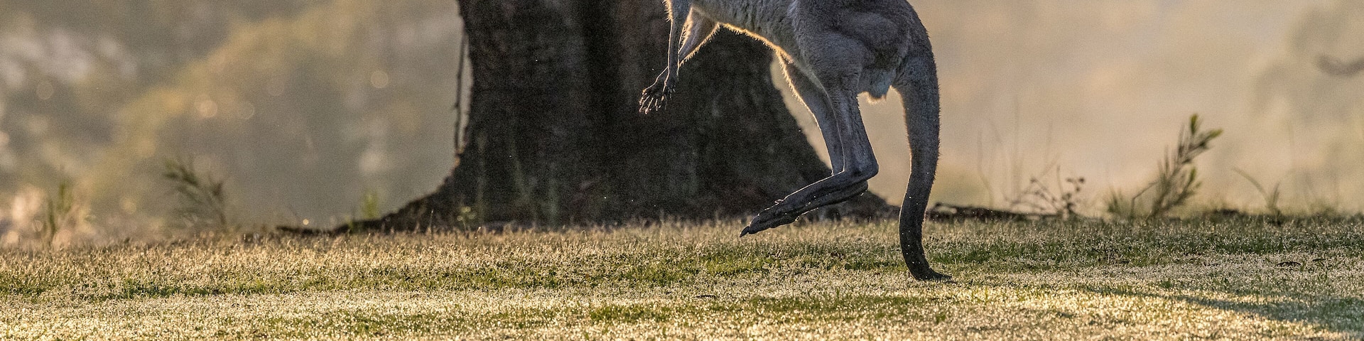 kangaroos in the early morning in the Brisbane area, Australia