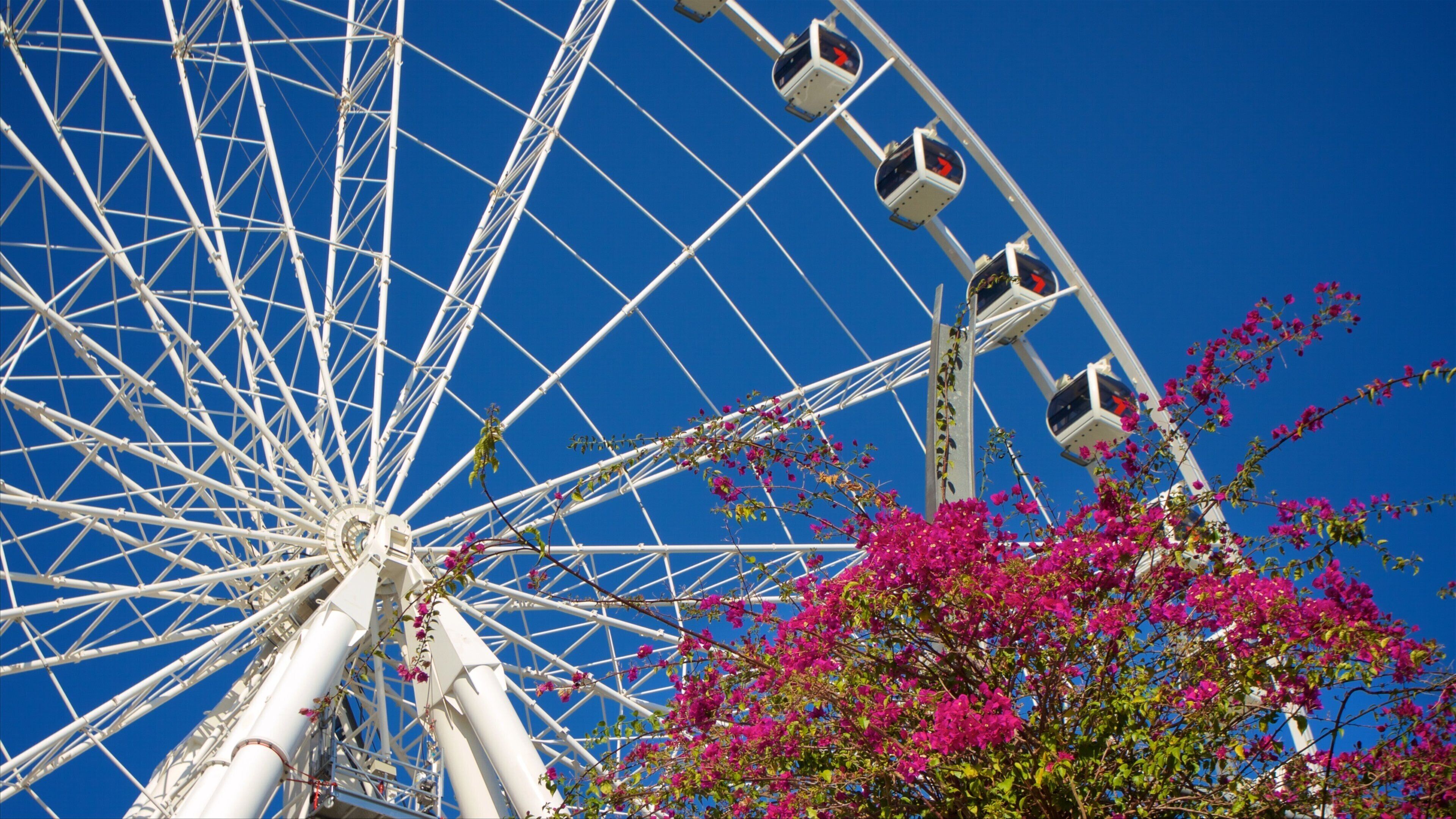 Wheel of Brisbane which includes flowers and modern architecture