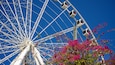 Wheel of Brisbane which includes flowers and modern architecture