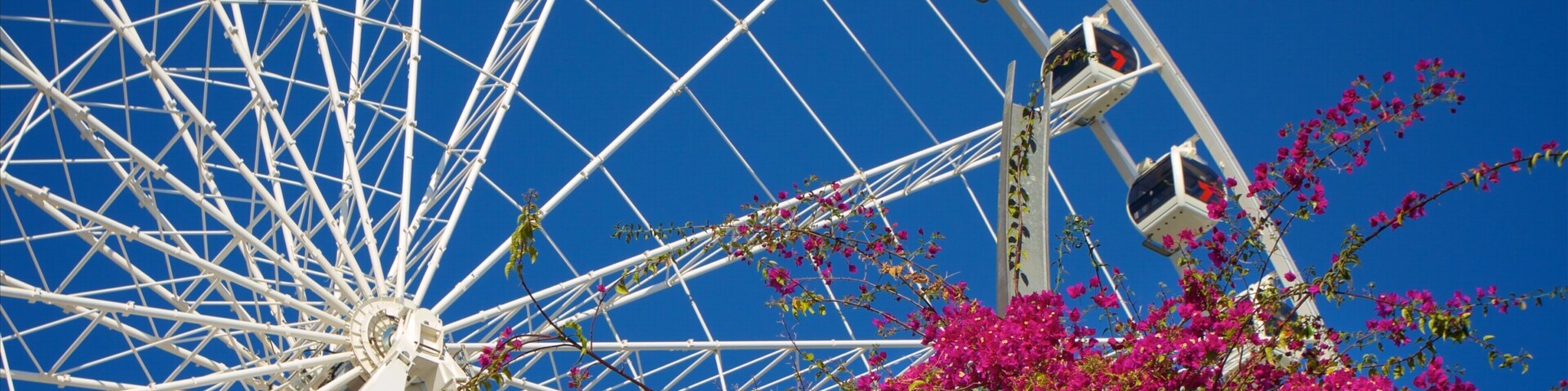Wheel of Brisbane which includes flowers and modern architecture