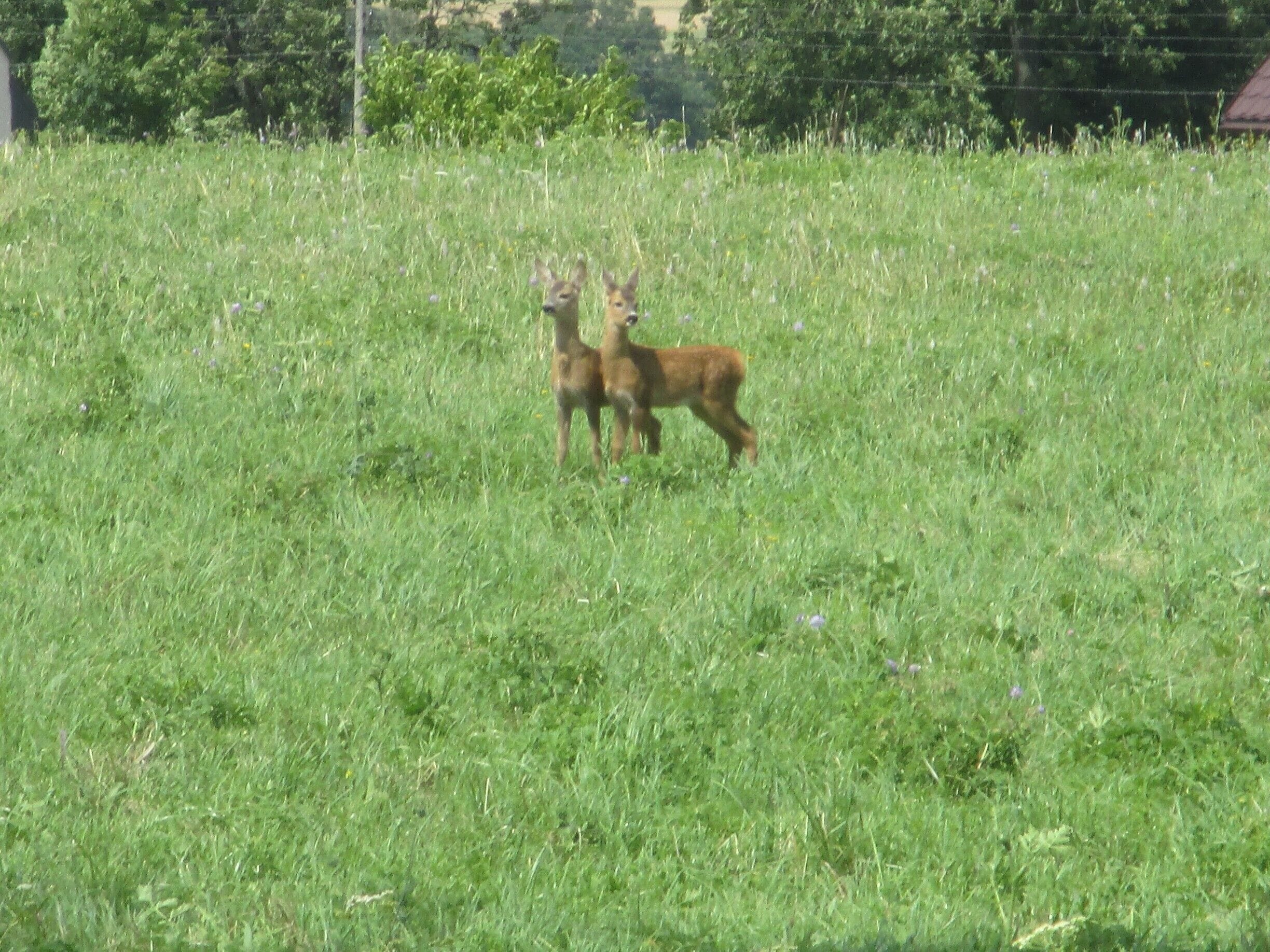 A grassy field with two deer standing.