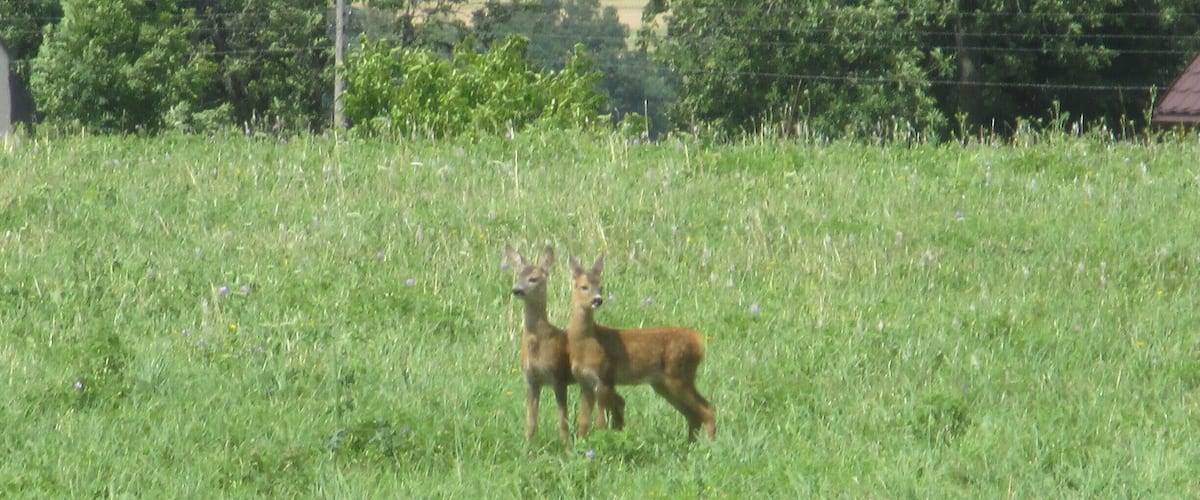 A grassy field with two deer standing.