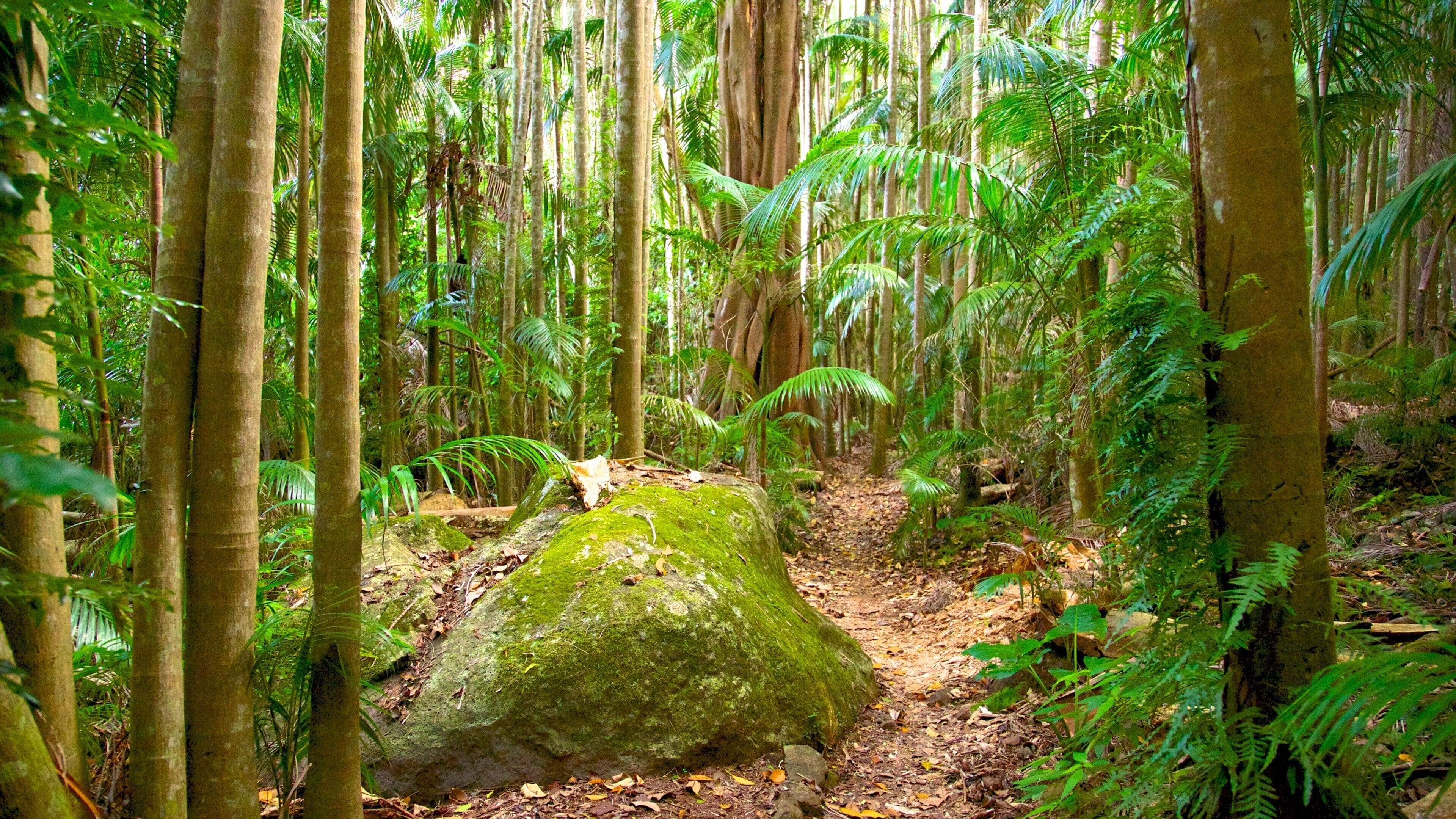 Tamborine National Park Palm Grove Section featuring forest scenes