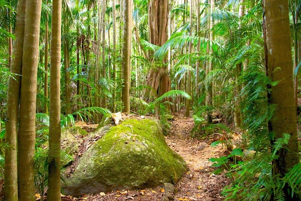 Ein dicht bewachsener Wald mit hohen Bäumen, einem moosbewachsenen Felsen und einem mit Laub und Farnen bedeckten Waldboden.