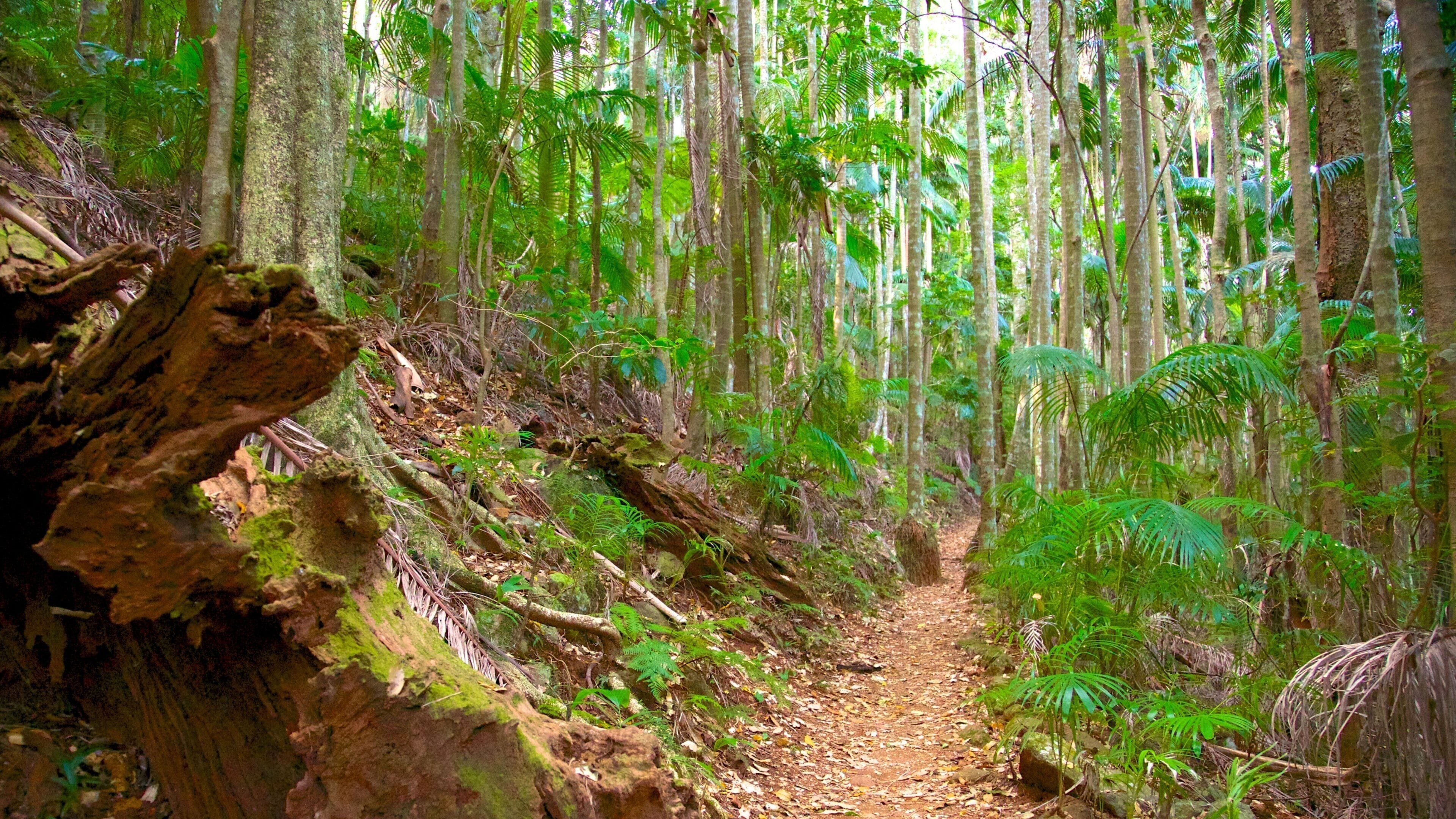 Tamborine National Park Palm Grove Section which includes forests