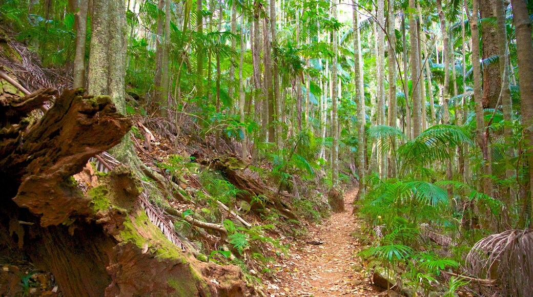 Tamborine National Park Palm Grove Section showing forest scenes