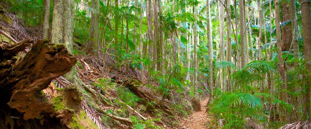 Tamborine National Park Palm Grove Section which includes forests