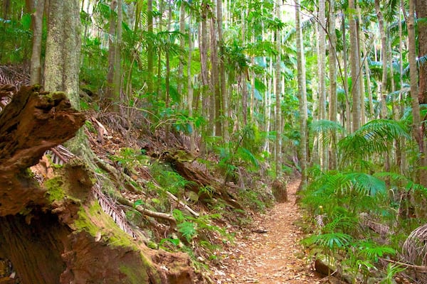 Tamborine National Park - Palm Grove Section das einen WĂ€lder