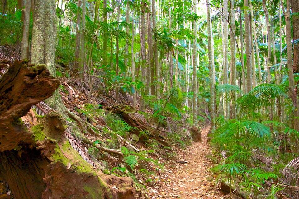 A forest path with tall trees and ferns.