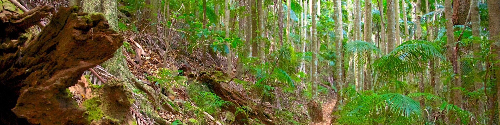Tamborine National Park - Palm Grove Section das einen Wälder