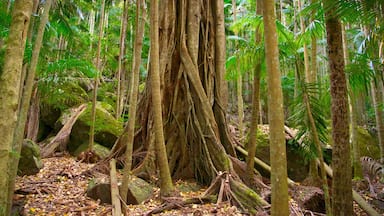 Tamborine National Park Palm Grove Section featuring forests