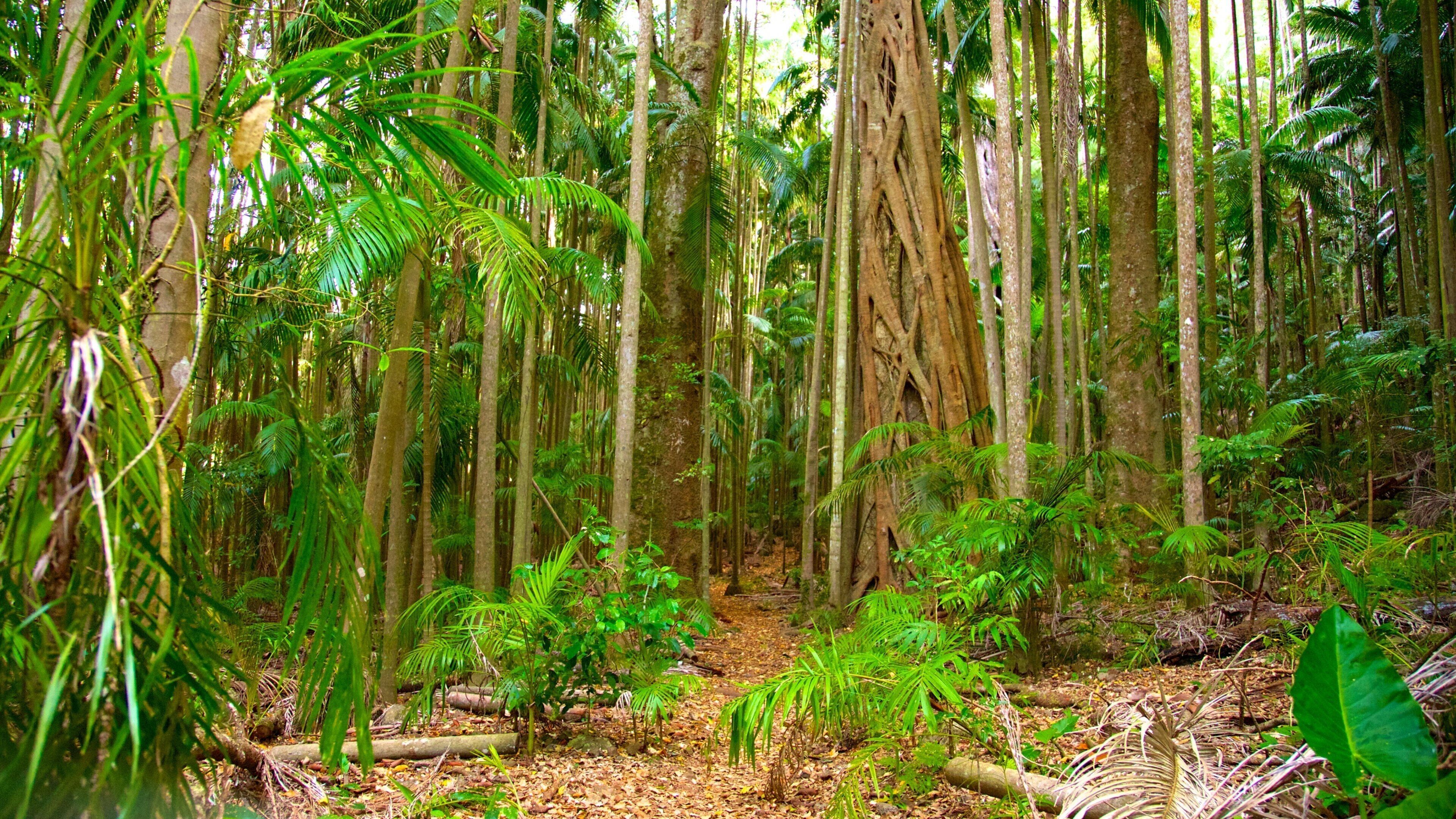 Tamborine National Park Palm Grove Section which includes forest scenes