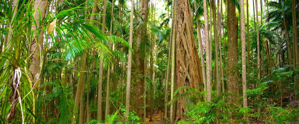 Parc national de Tamborine - Section Palm Grove mettant en vedette scĂšnes forestiĂšres