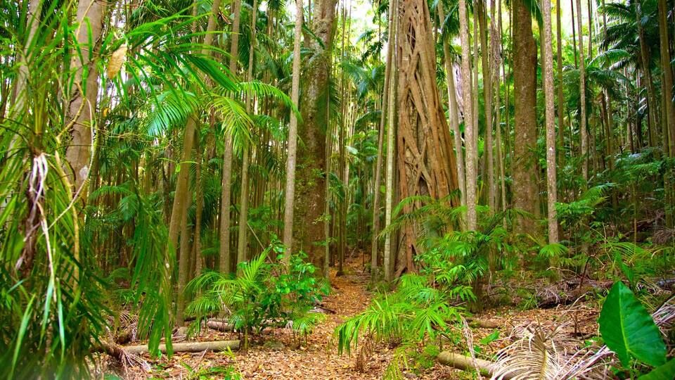 Tamborine National Park Palm Grove Section which includes forests
