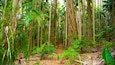 Uma floresta densa com árvores altas e folhagem verde exuberante.