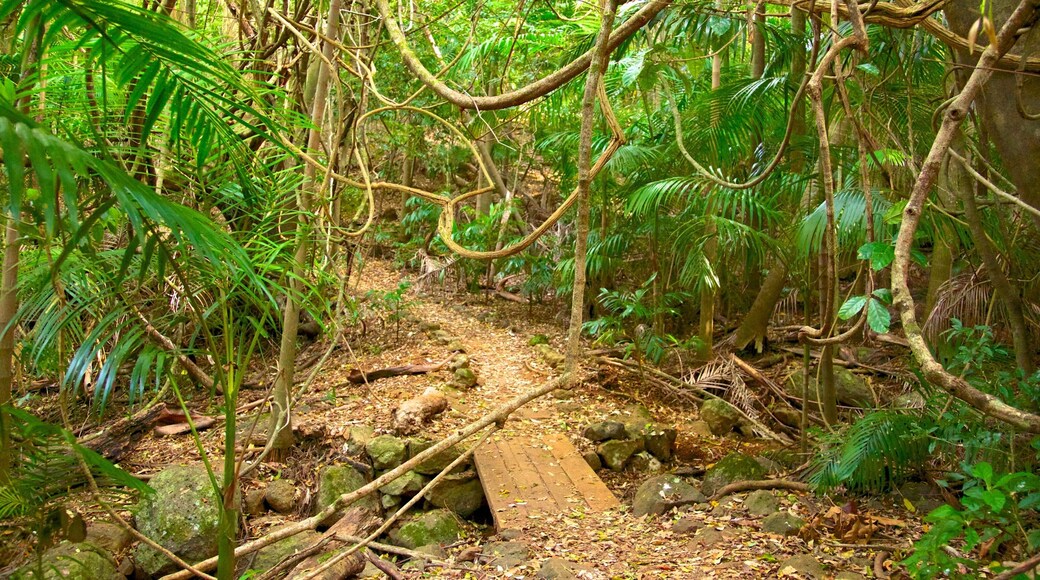 Tamborine National Park Palm Grove Section which includes forests