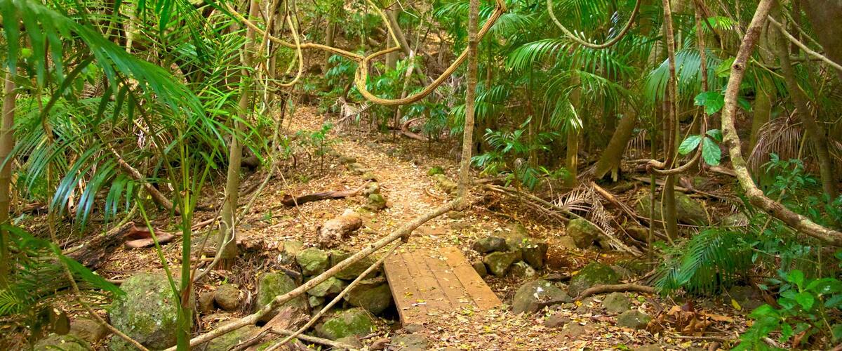 Tamborine National Park Palm Grove Section which includes forest scenes