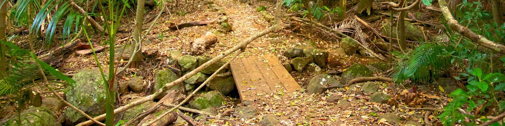 Tamborine National Park Palm Grove Section featuring forest scenes