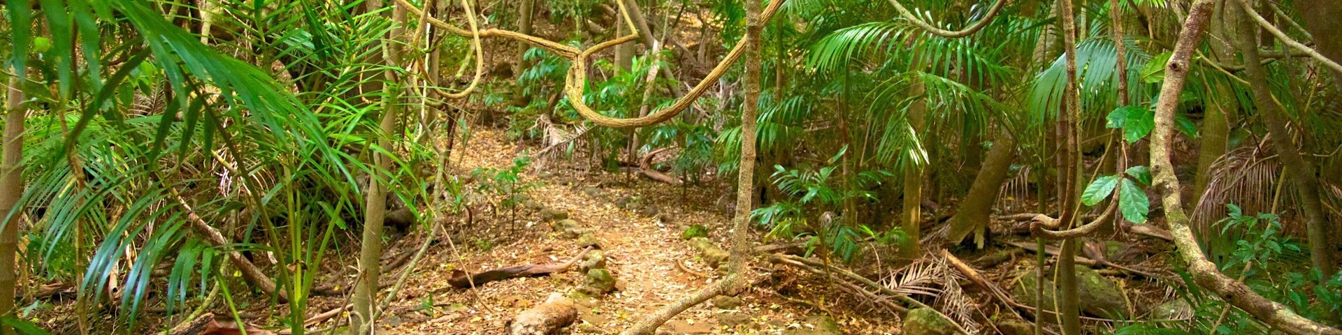 Sección Palm Grove del Parque Nacional Tamborine ofreciendo bosques