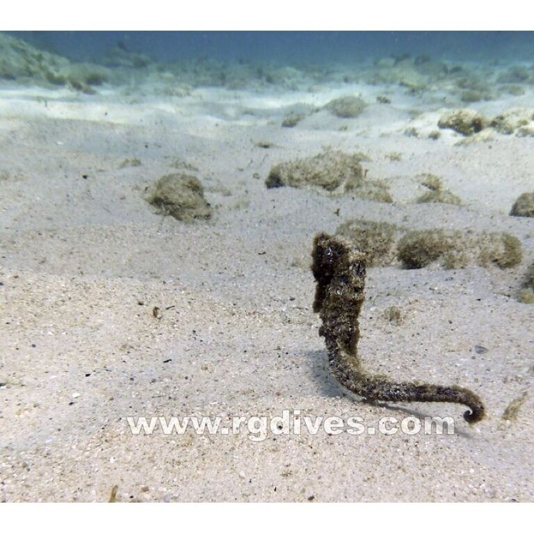 Seen on my first test dive! Super special!! I am addicted to diving now!!