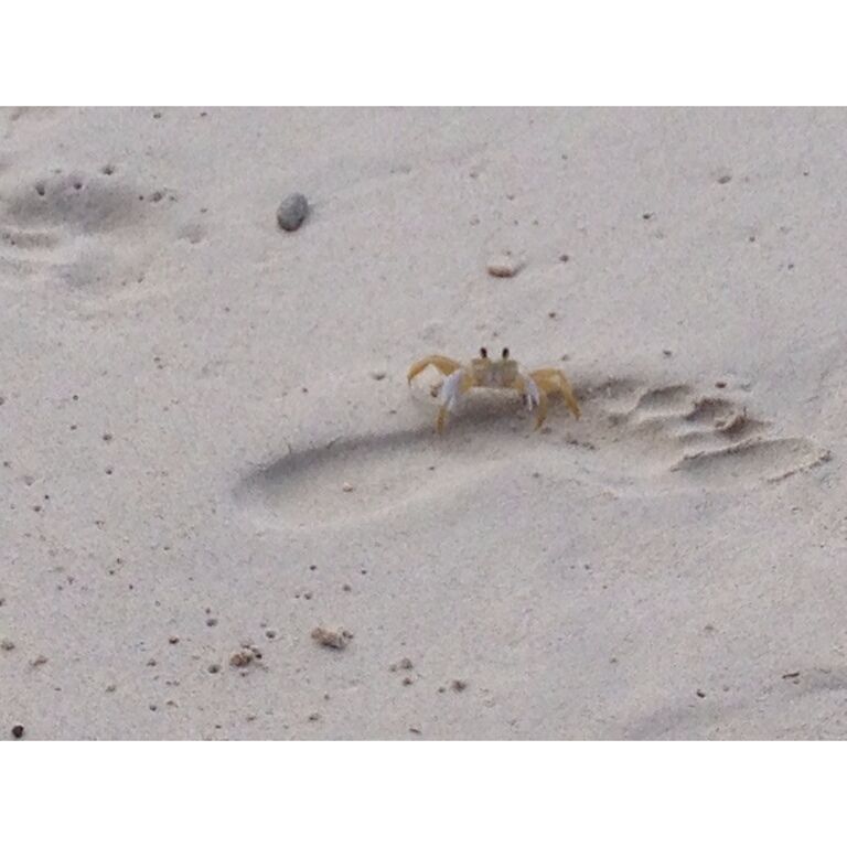 This little friend followed me on the  beach