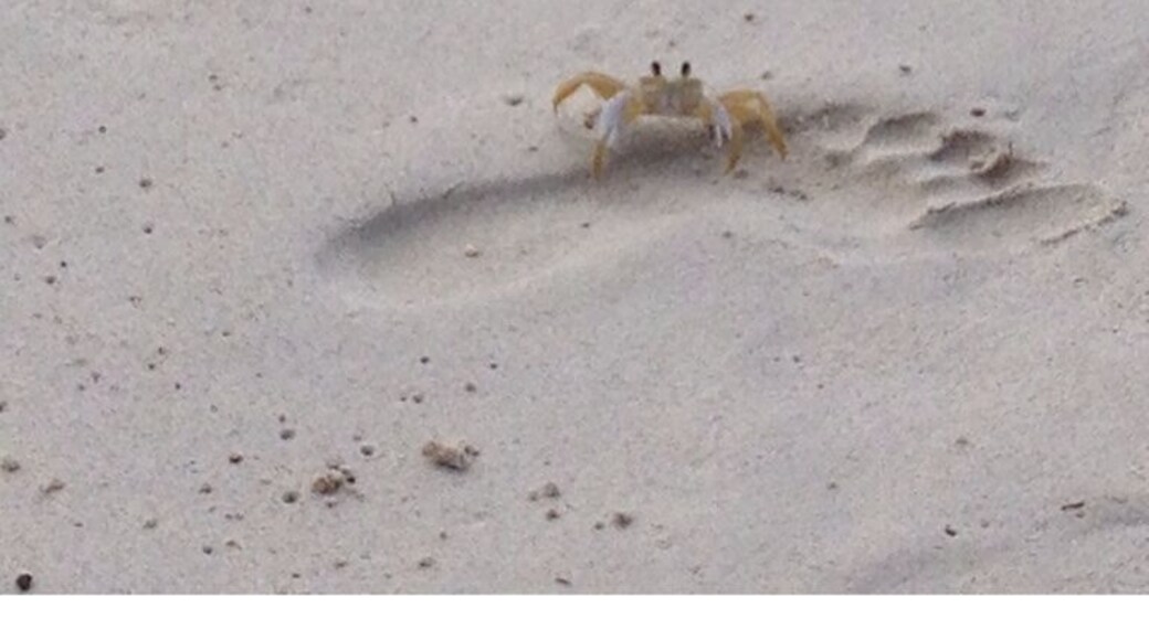 This little friend followed me on the beach