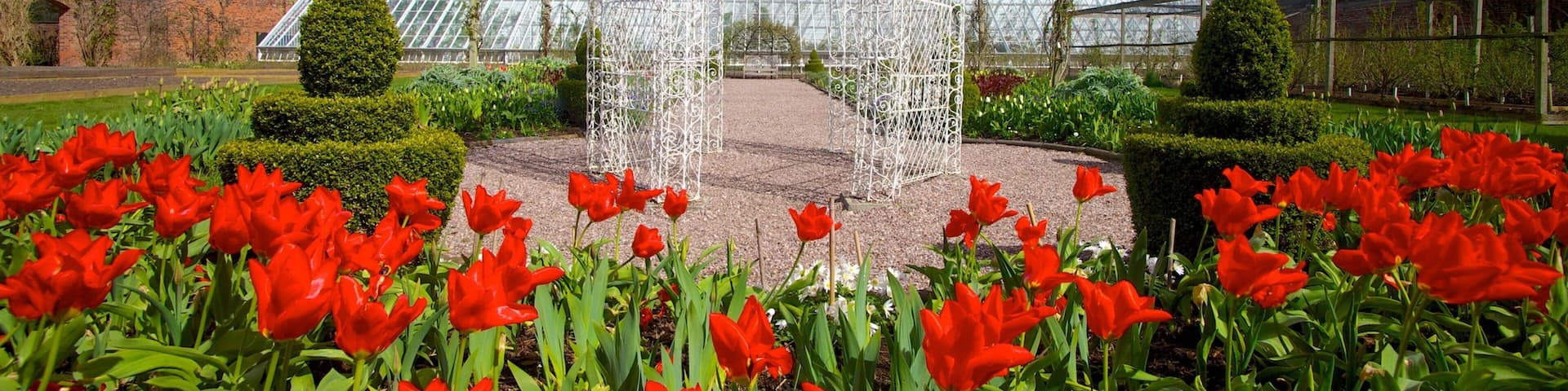 A glasshouse, a white metal archway, and red tulips.