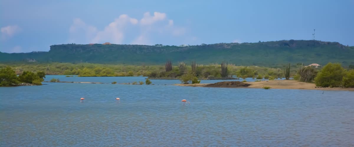 A calm lake with three flamingos, surrounded by greenery and a distant hill.