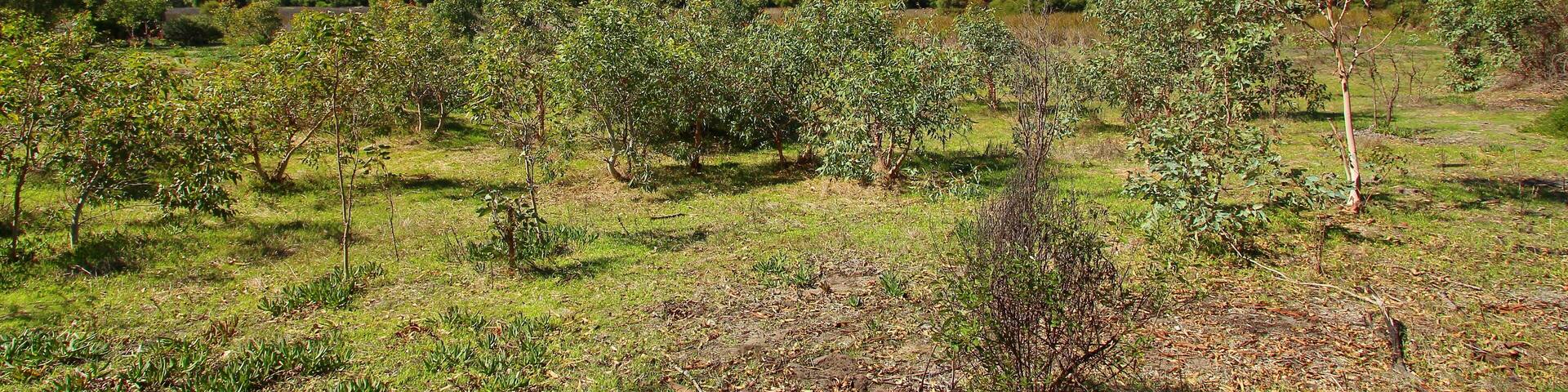 Landscape in Yanchep National Park, Australia, Shutterstock ID 442790083, Purchase Order: -