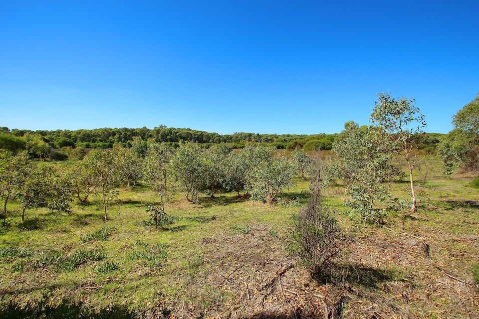 A grassy field with scattered trees and a clear blue sky.