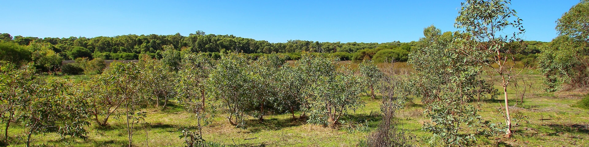 Landscape in Yanchep National Park, Australia, Shutterstock ID 442790083, Purchase Order: -