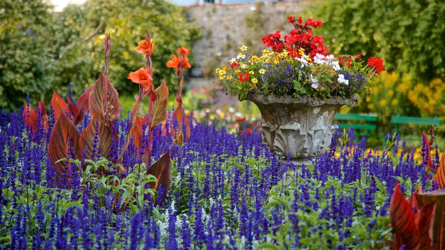 Candie Gardens featuring wildflowers and flowers