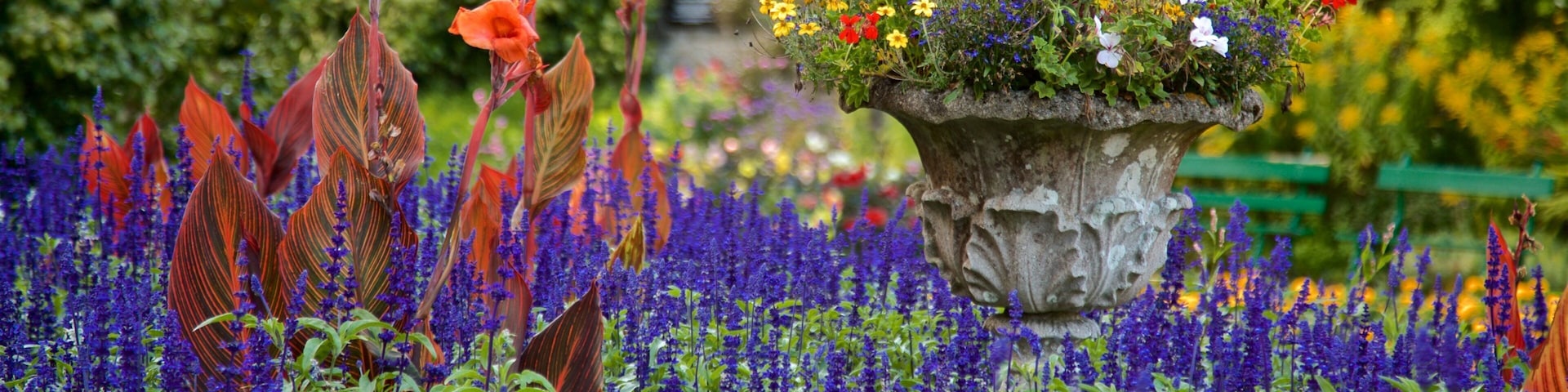 Candie Gardens featuring wildflowers and flowers