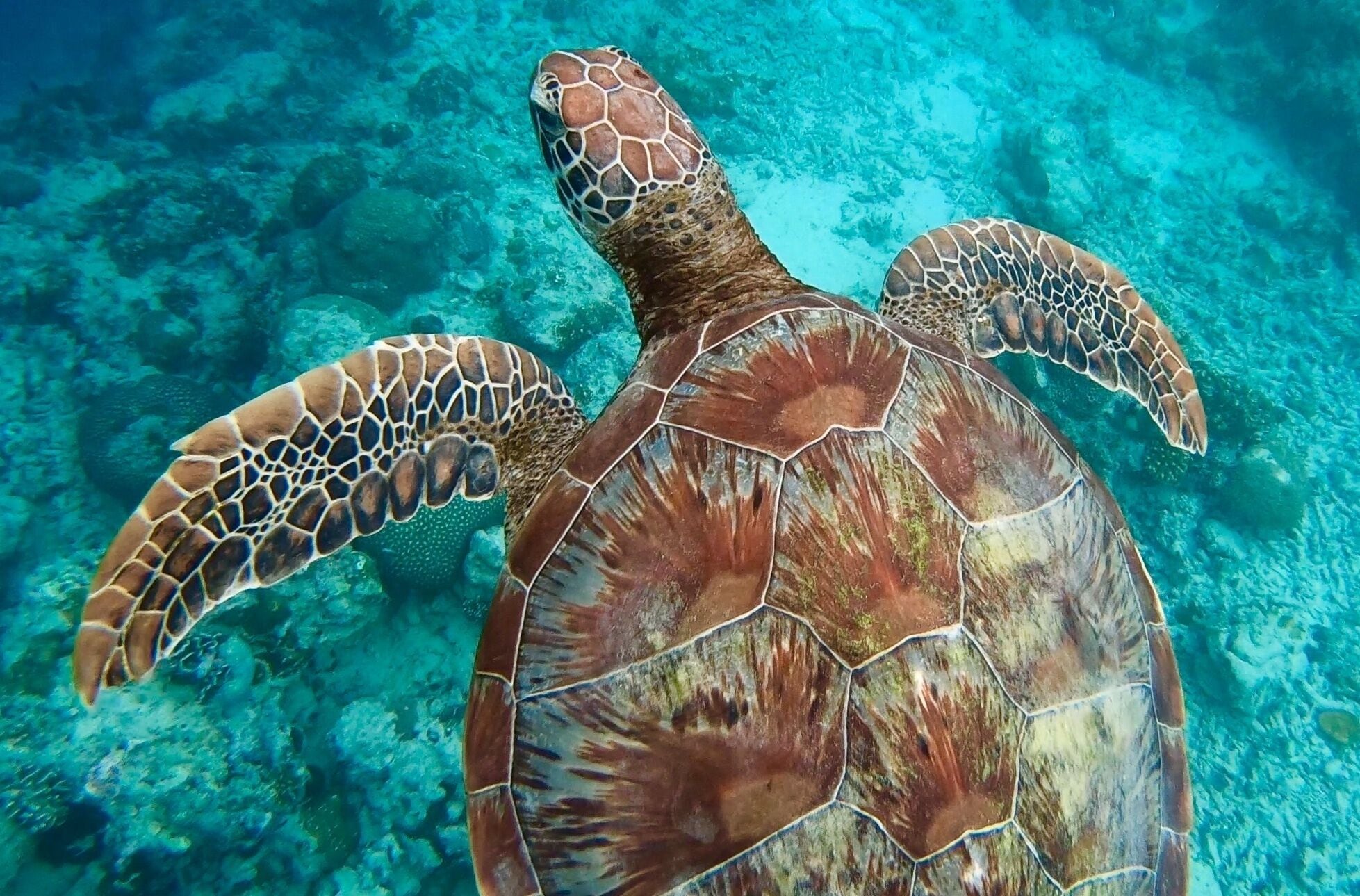 A sea turtle swimming in clear blue water.
