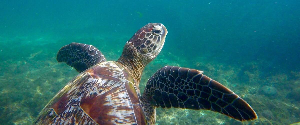 Amazing place for diving and snorkelling ! You can see the fantastic sardines dance and massive turtles just 10 meters from the beach ! • may 17