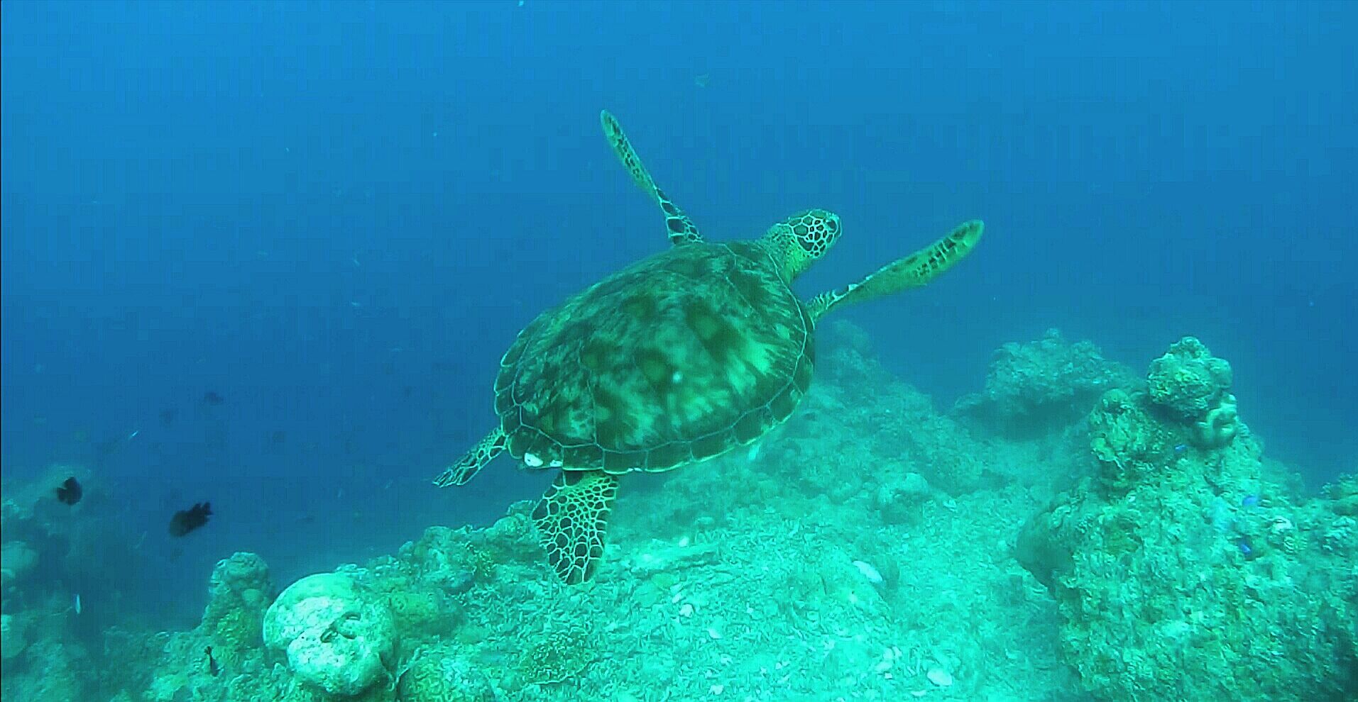 A sea turtle swimming near a coral reef.