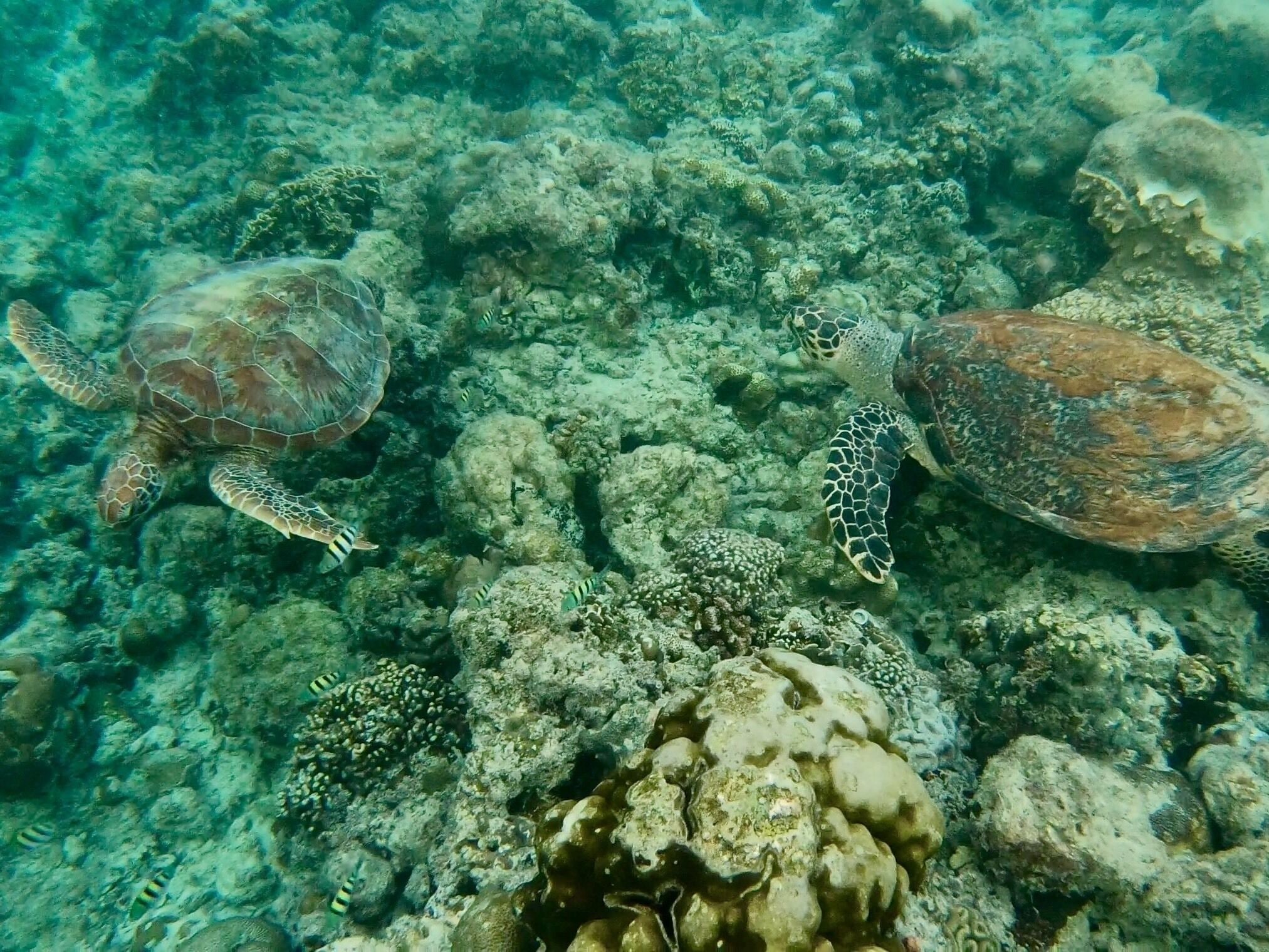 Two sea turtles swimming near a coral reef.