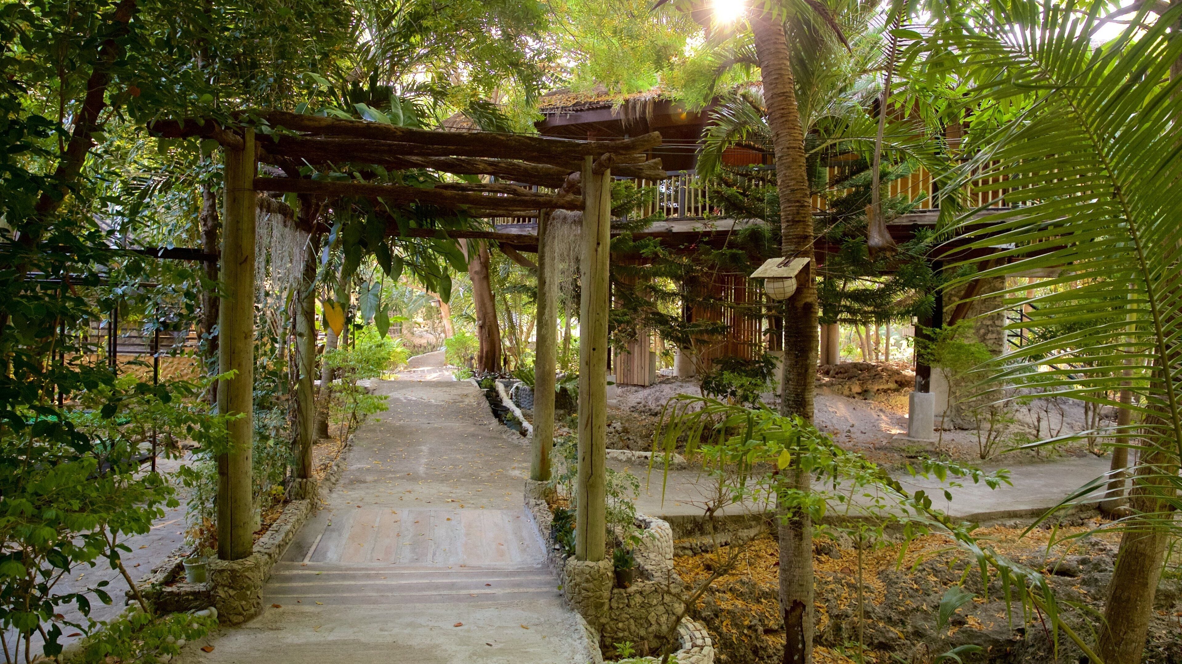 Moalboal showing forest scenes