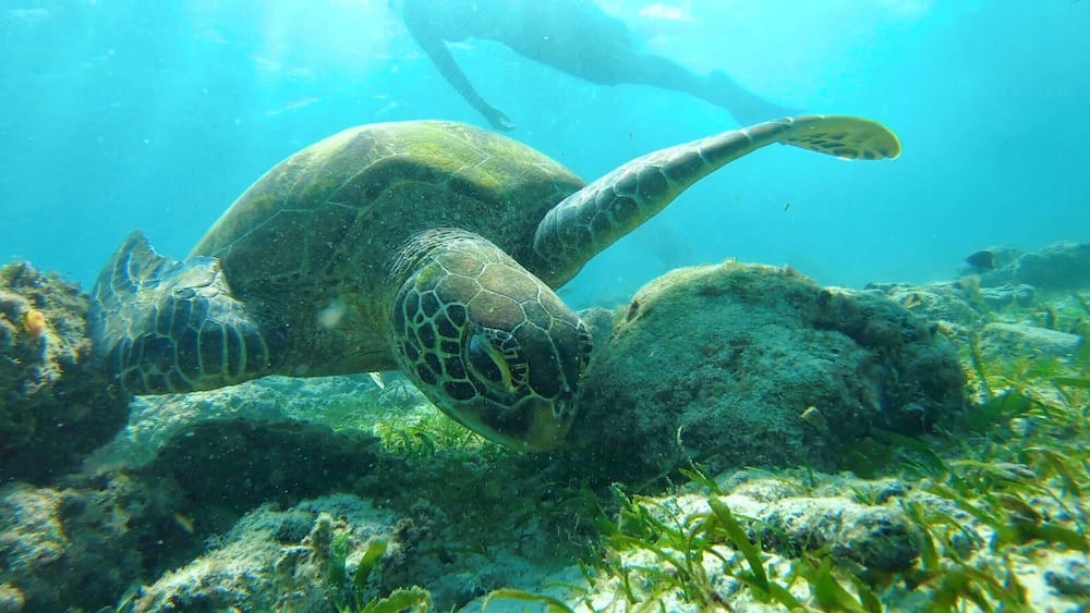 Une tortue de mer nageant près d’un récif corallien.