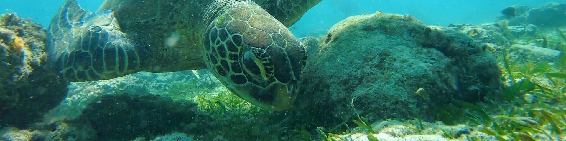 A sea turtle swimming near a coral reef.