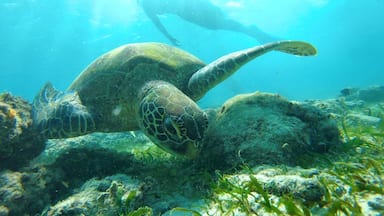 A sea turtle swimming near a coral reef.