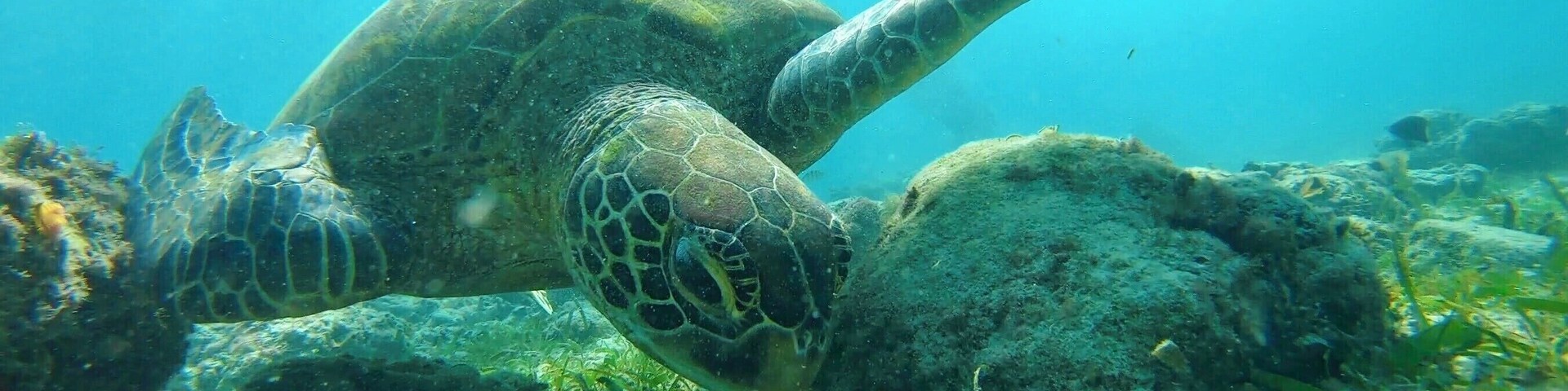Una tortuga marina nadando cerca de un arrecife de coral.