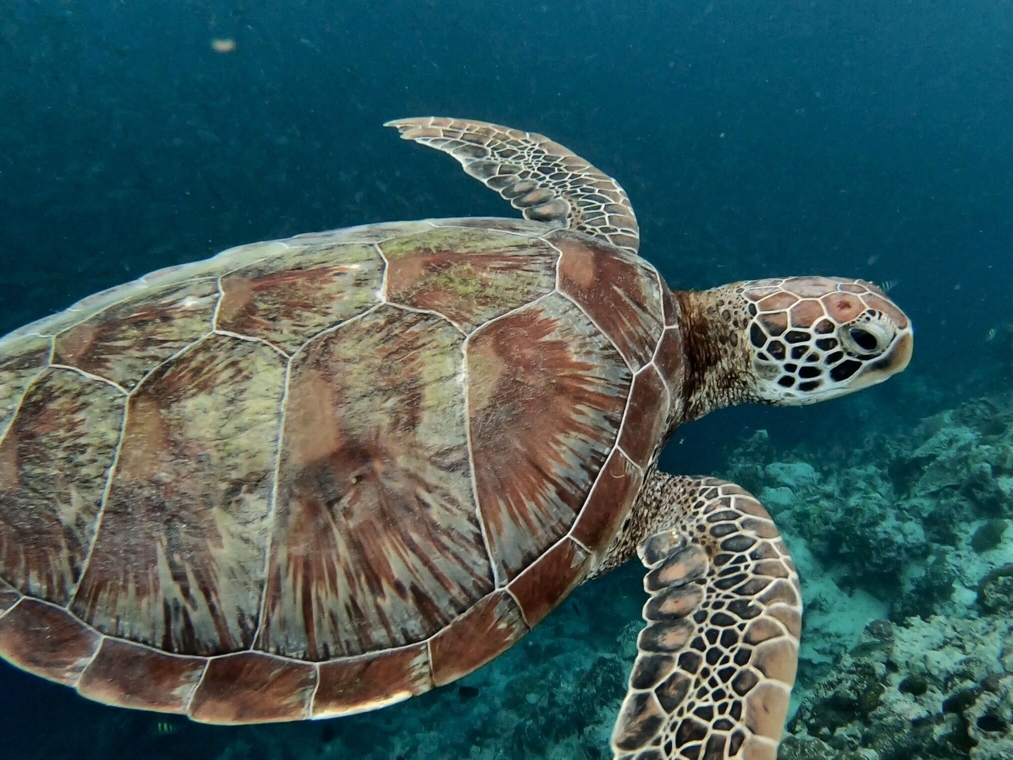 A sea turtle swimming underwater with a coral reef in the background.