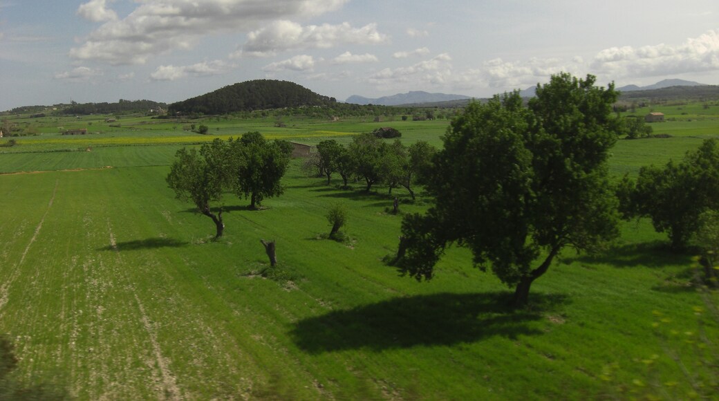 Serene Scene of Mallorca