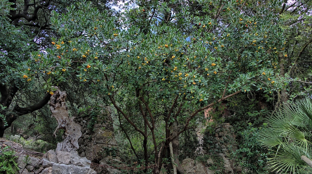 Strawberry Tree; Botanical garden, Santuari de Lluc, Escorca, Majorca.