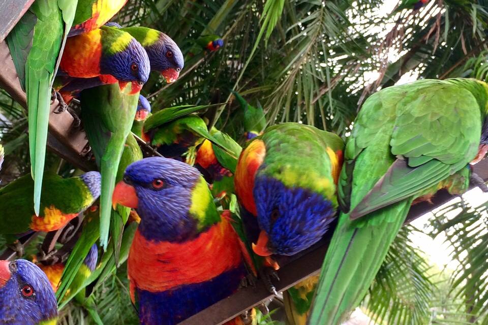 A group of colorful parrots perched on a branch.