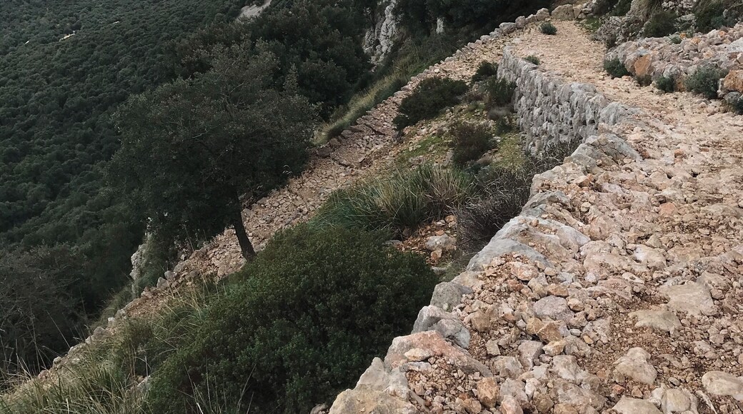 The GR 221 is a hiking trail through the Serra de Tramuntana on Mallorca, Spain. I can not recommend enough hiking through this beautiful landscape from one beautiful village to another. The whole tour takes about 9-11 days from Port d‘Andratx to Pollença. This photo is taken between the Refugio Tossals Verds and Lluc.
#Spain #Mallorca #Lluc #Hiking #Nature #Outdoor #Trovember