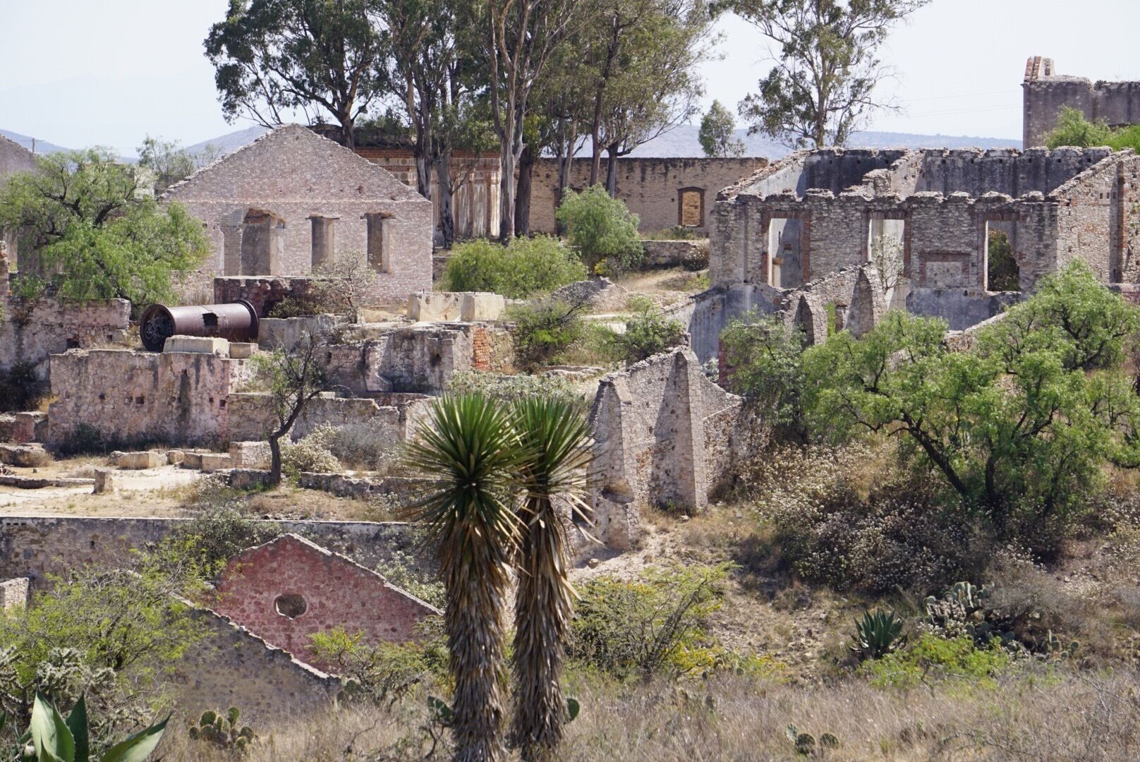 Ancient ruins with stone buildings and a large tree in the foreground.